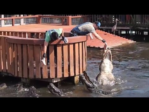 Gatorland: hand feeding giant alligators