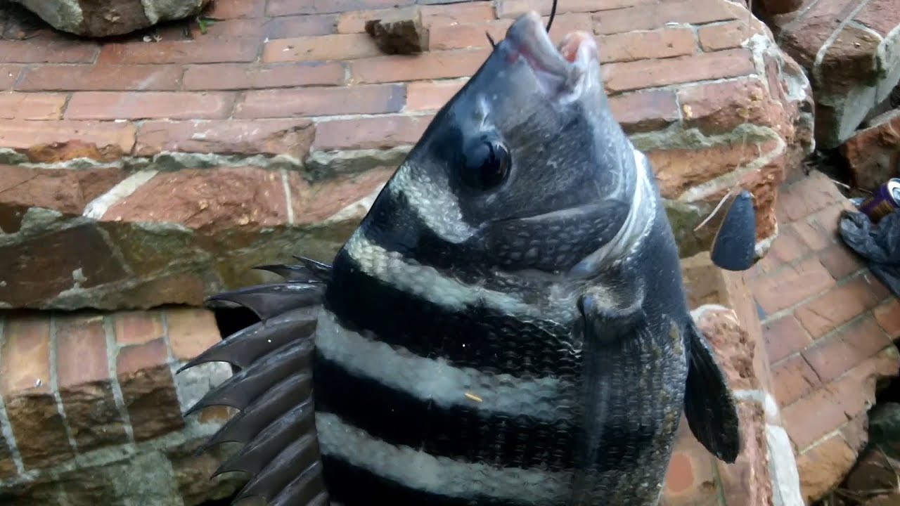 Sheepshead Fishing Wilmington NC in the Intercostal Waterway