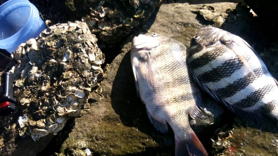 Sheepshead Fishing Tips and Tricks