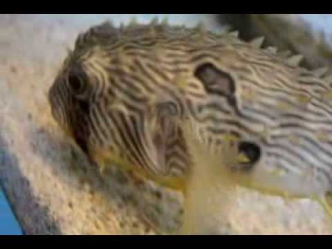 Amazing sea life in Ripleys Aquarium of Myrtle Beach with Quran recitations