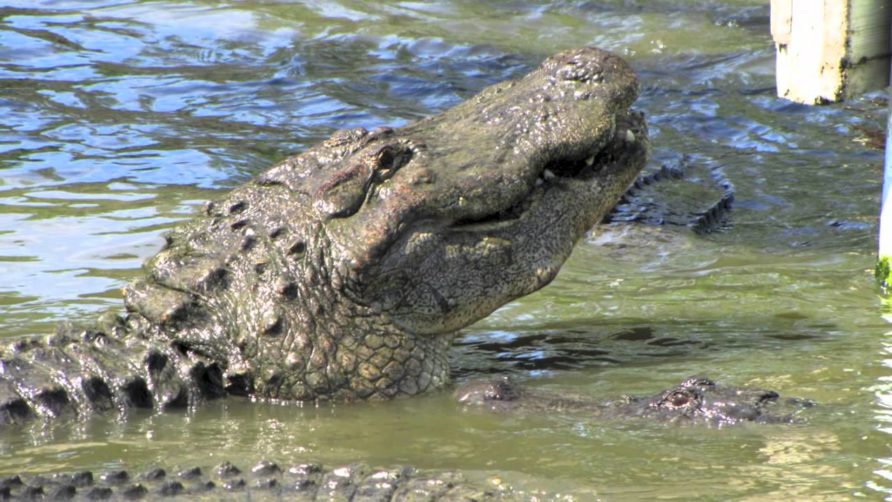 Alligator Adventure in North Myrtle Beach, SC