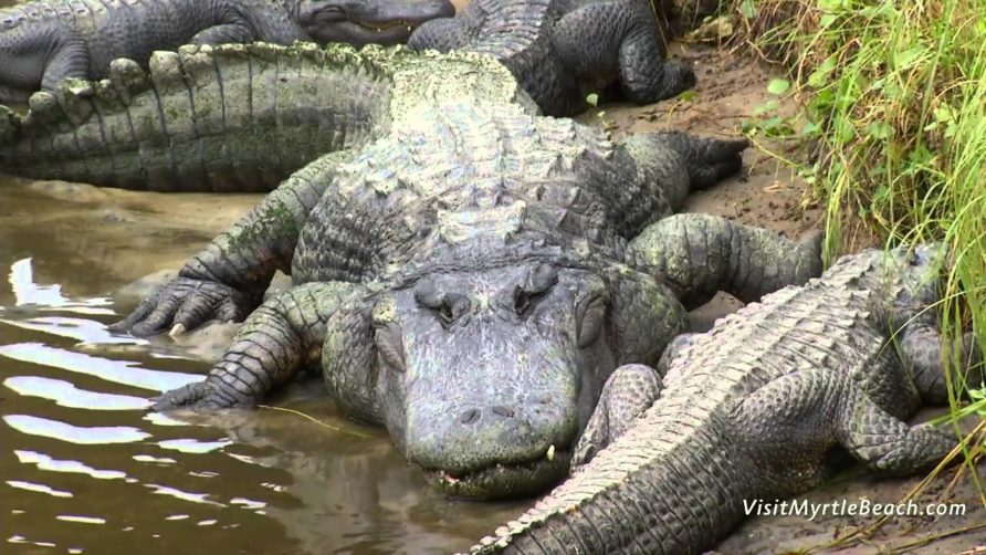 Alligator Adventure – North Myrtle Beach, South Carolina