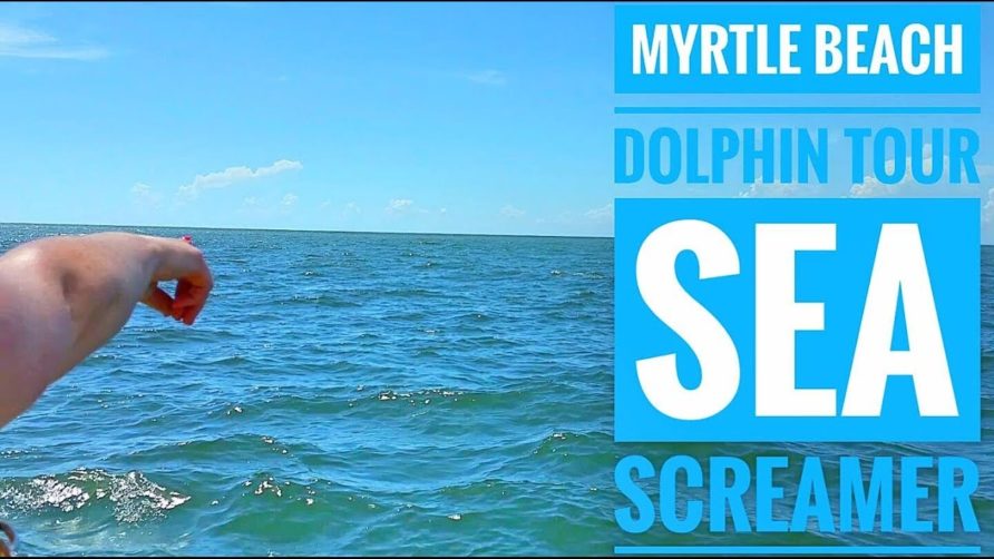 The Best Myrtle Beach Dolphin Tour SEA SCREAMER dolphins guaranteed