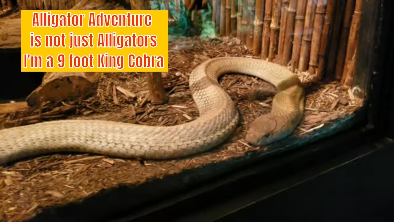 Alligator Adventure a Top Five Experience for Family Entertainment in Myrtle Beach South Carolina