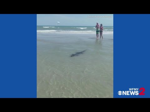 Alligator on North Myrtle Beach