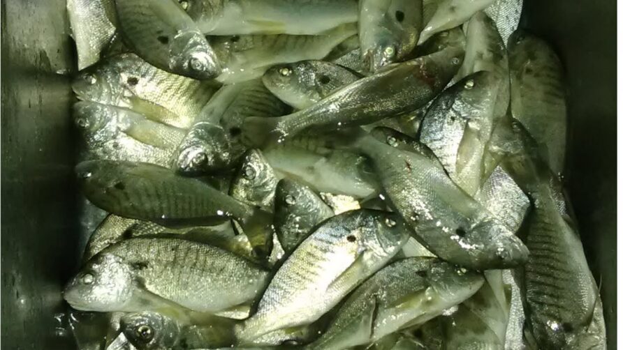 Two ways to catch fish from pier. Cherry Grove / North Myrtle Beach.