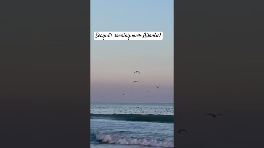 The Best Myrtle Beach Attractions!