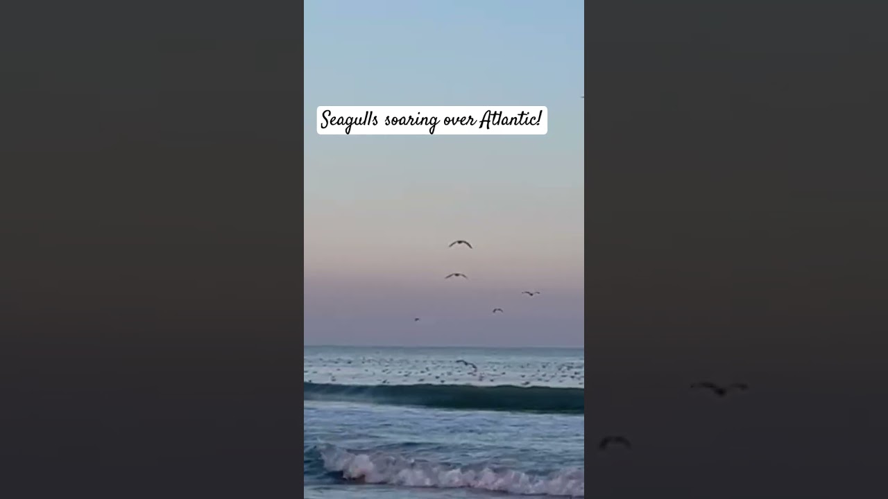 The Best Myrtle Beach Attractions!