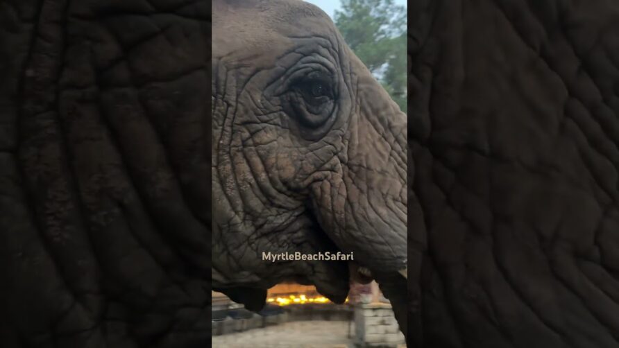 Preparing for the              “Night Safari “ at MyrtleBeachSafari